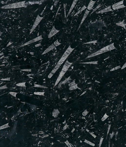 Nero Fossile